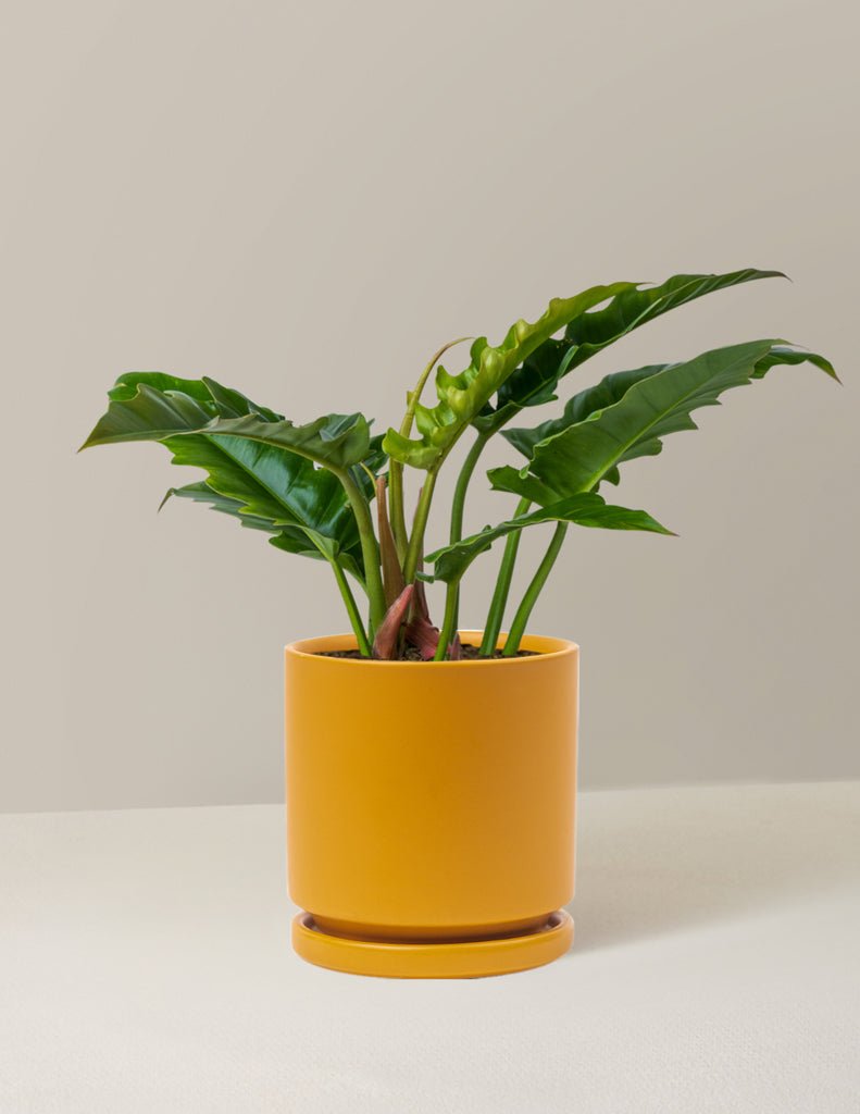 Philodendron Jungle Boogie