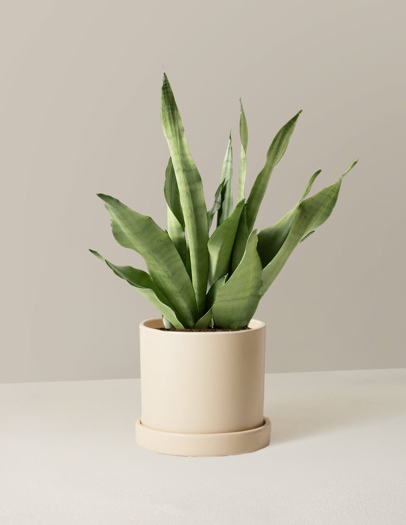 Moonshine Snake Plant