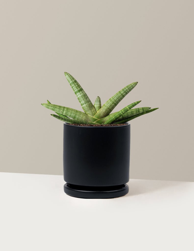 Snake Plant Starfish