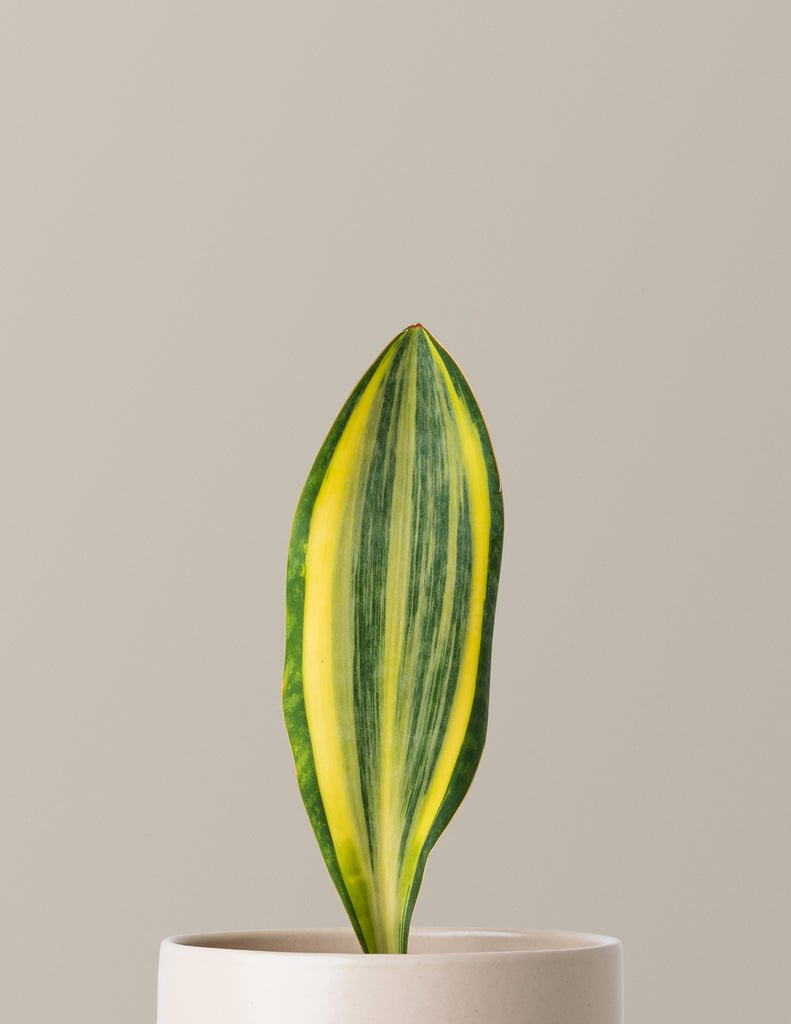 Variegated Whale Fin Snake Plant