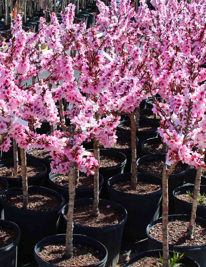 Peach Tree