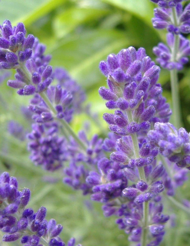 Lavender Plant