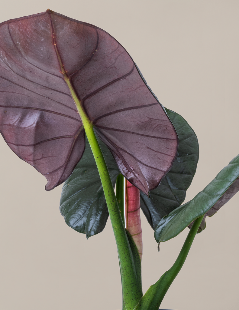Alocasia Reginae