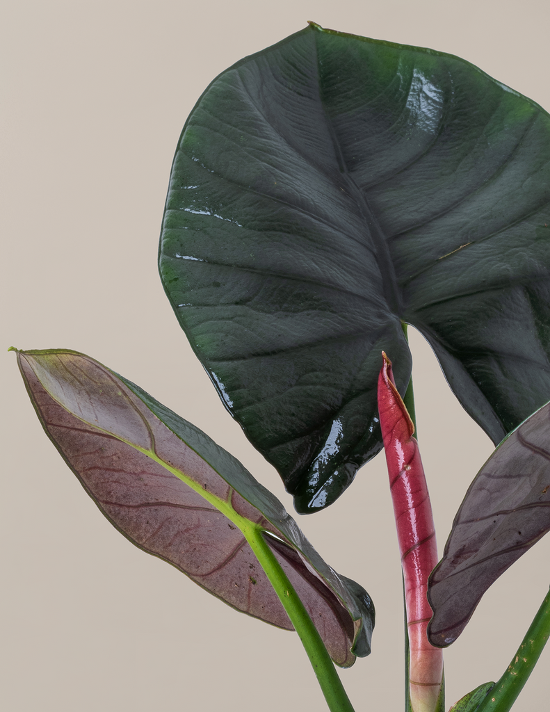 Alocasia