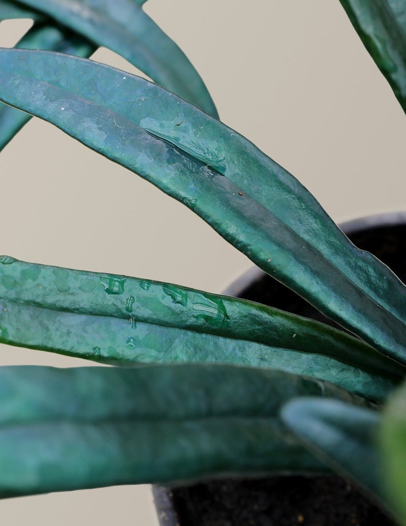 Blue Oil Fern