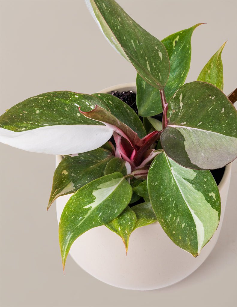 Philodendron Red Anderson