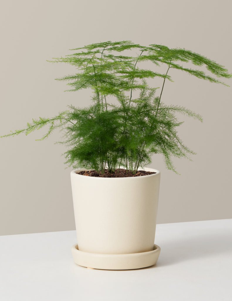Asparagus Fern