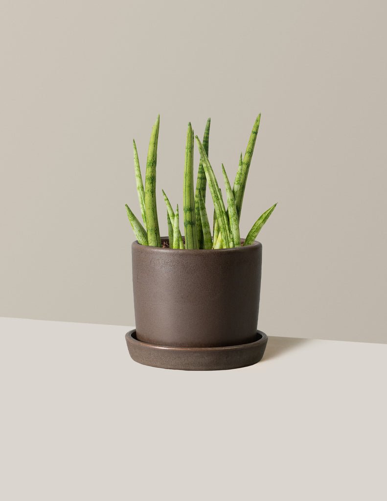 Snake Plant Cylindrica