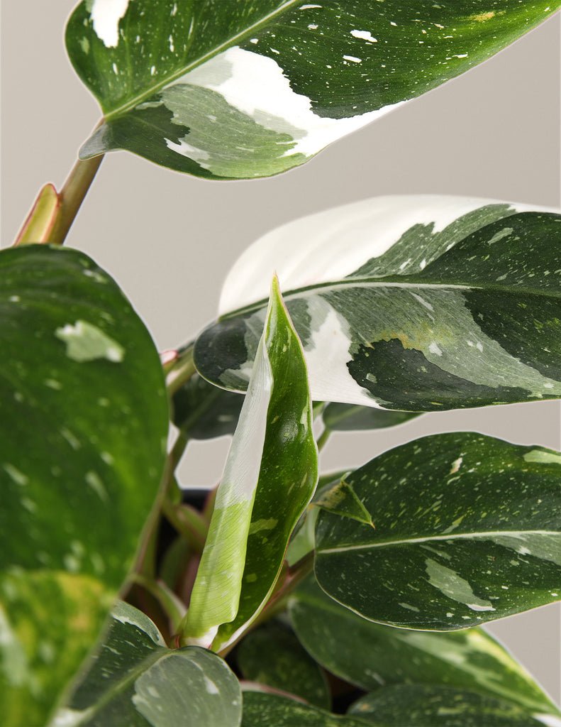 Philodendron White Princess