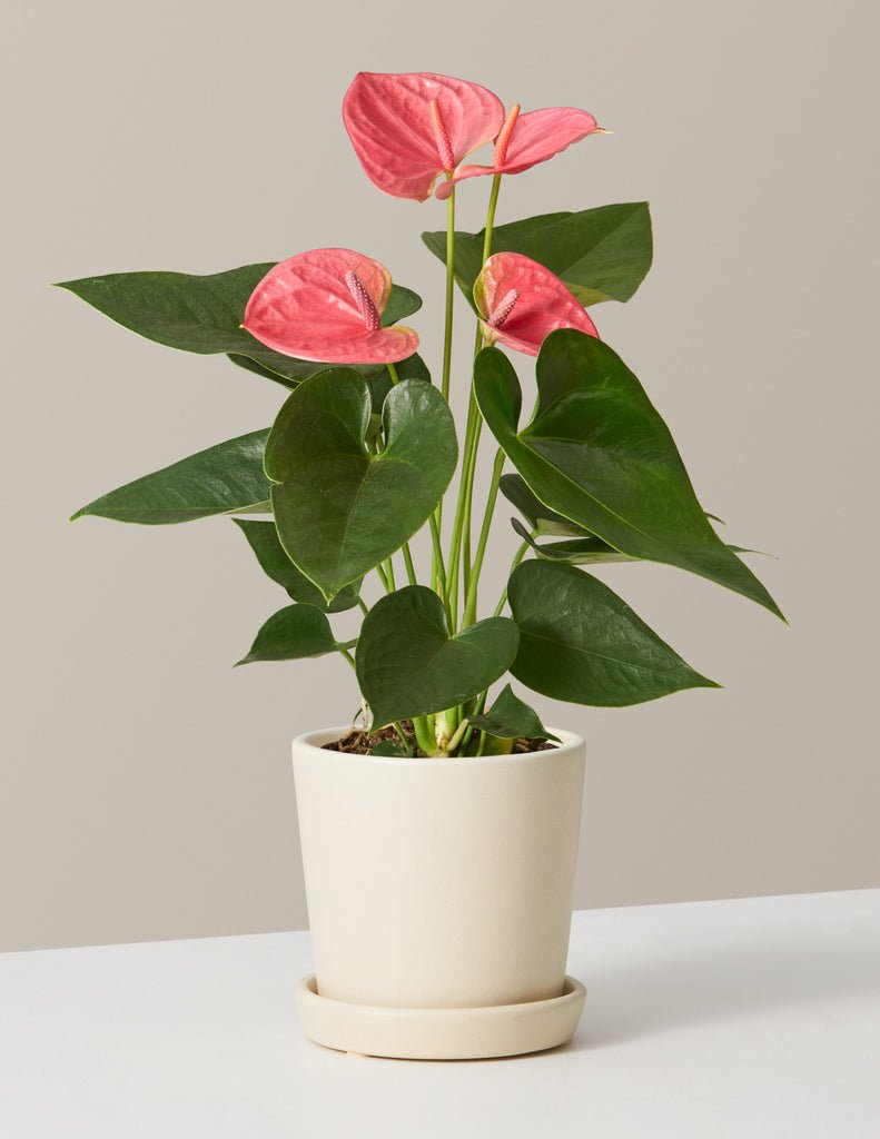Coral Anthurium