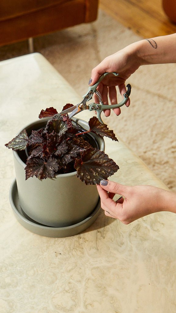 Begonia Jurassic Dino