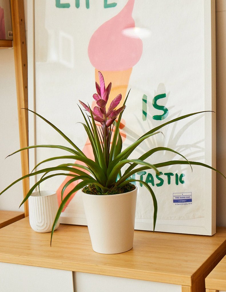Bromeliad