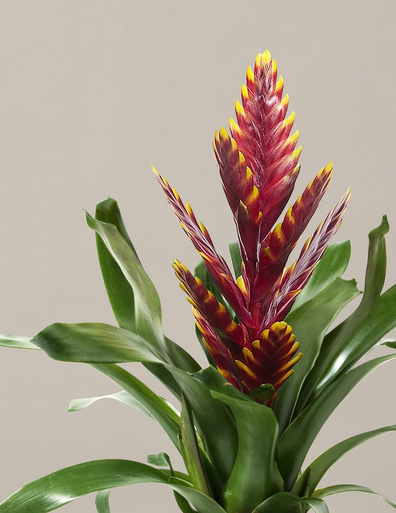 Bromeliad Vriesea Vogue