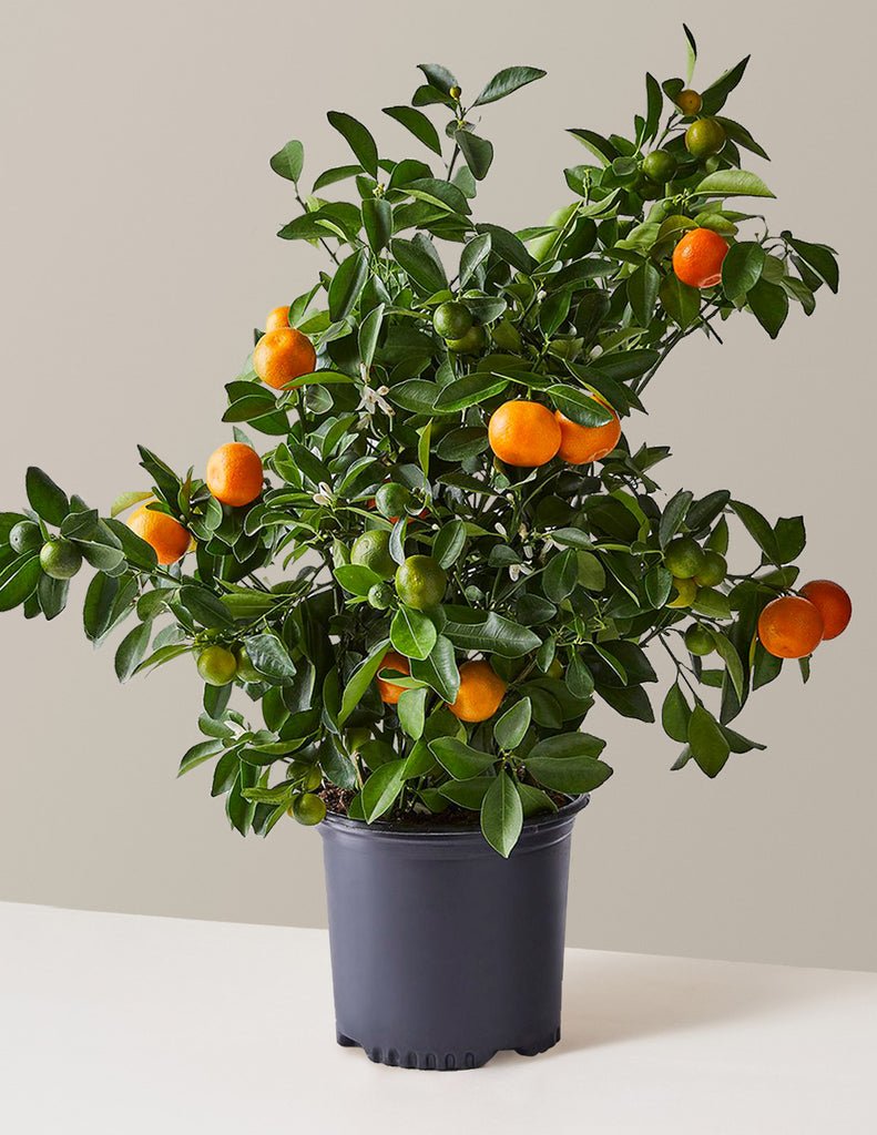 Calamondin Orange Bush