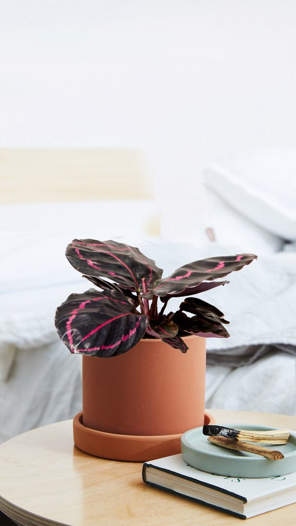 Calathea Dottie