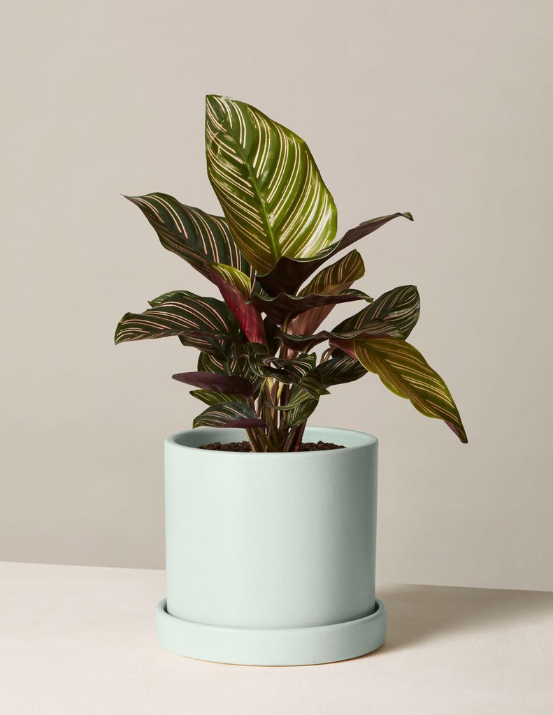 Calathea Pinstripe