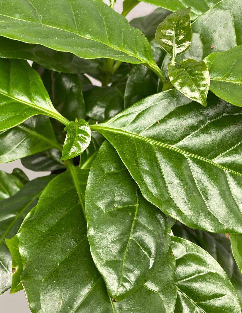 Arabica Coffee Plant