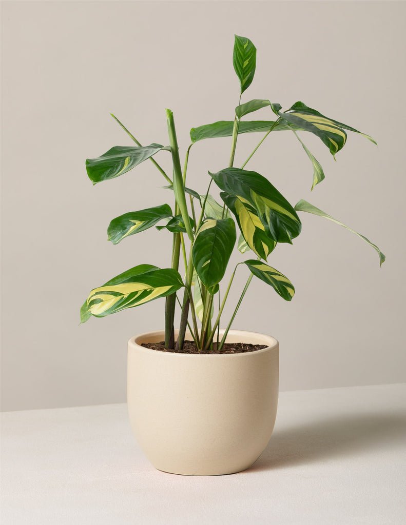 Ctenanthe Lubbersiana