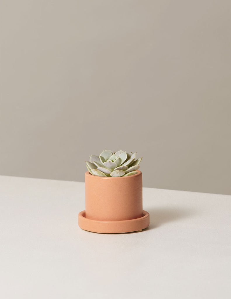 Echeveria Lola