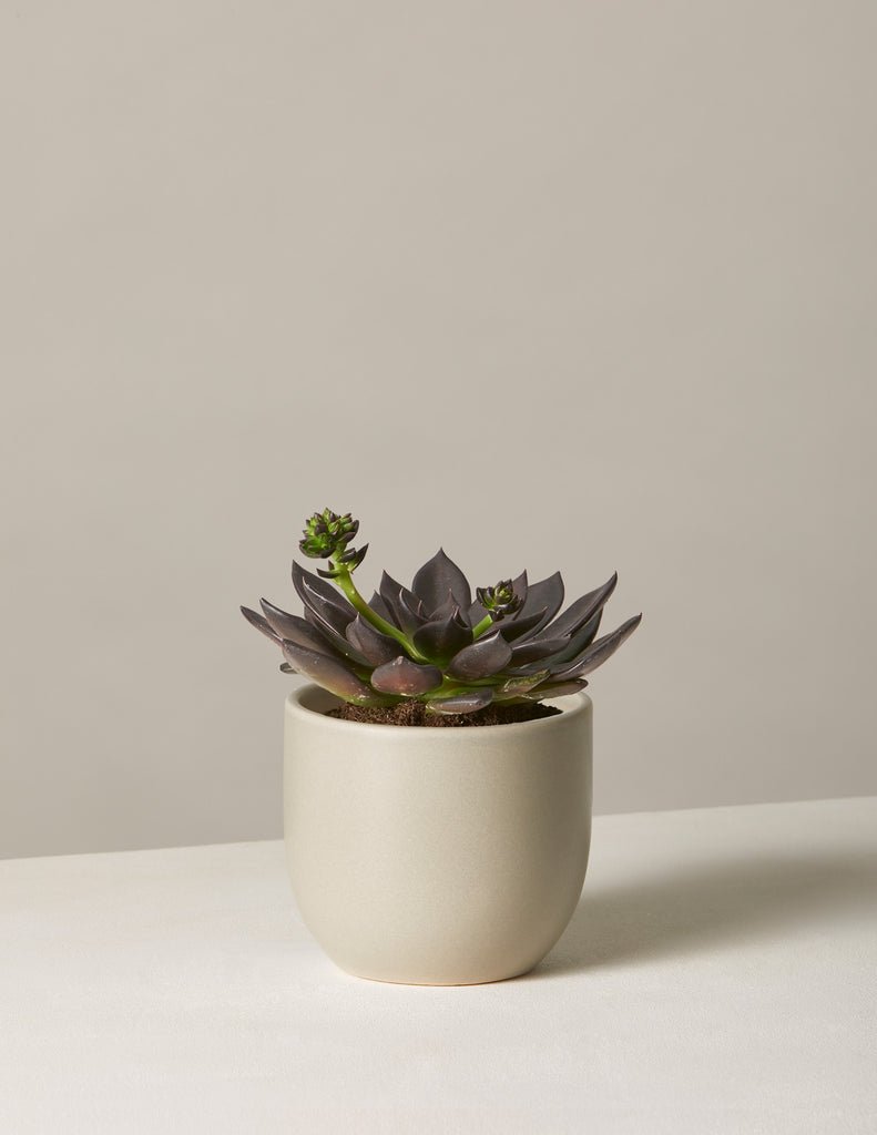 Echeveria Preta