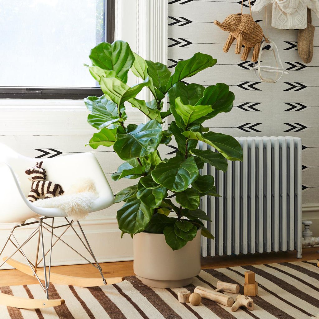 Fiddle Leaf Fig Bush