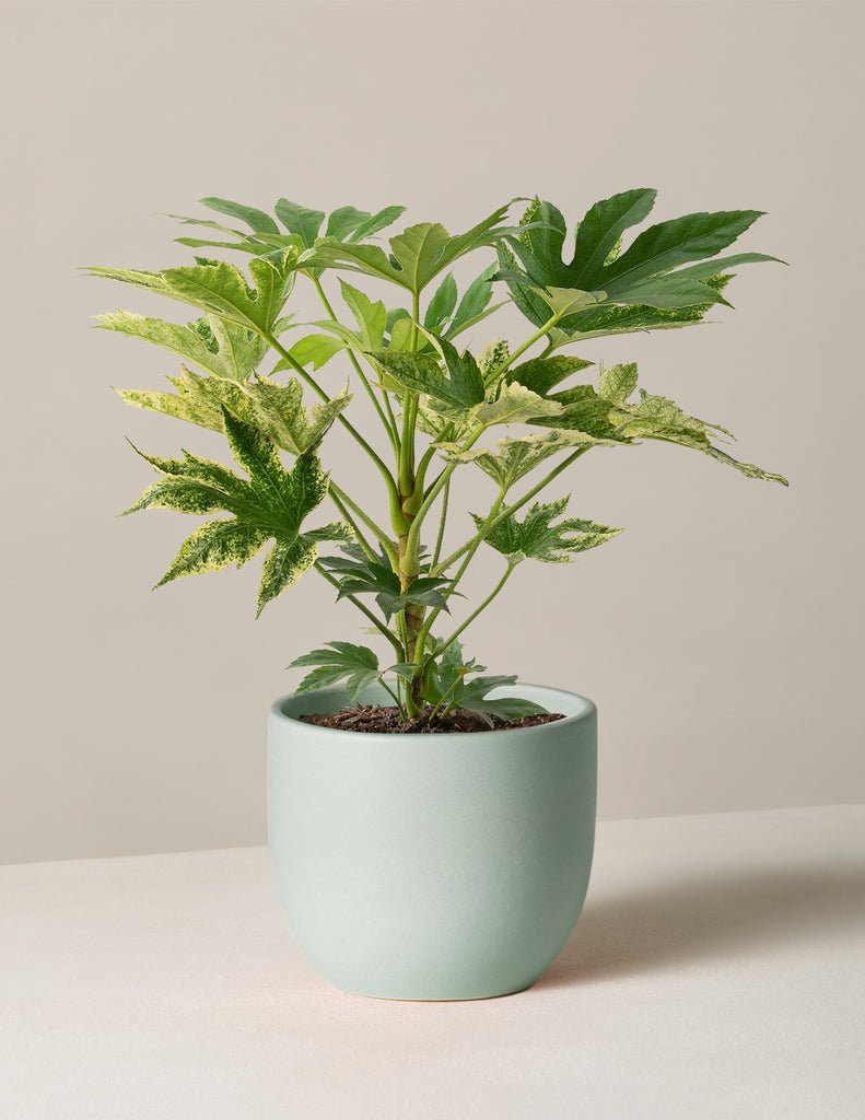 Fatsia Spiders Web