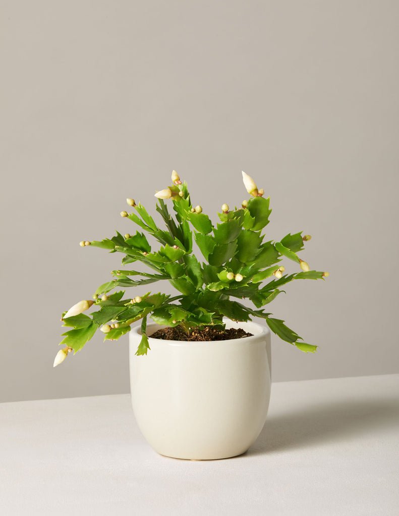 Holiday Cactus