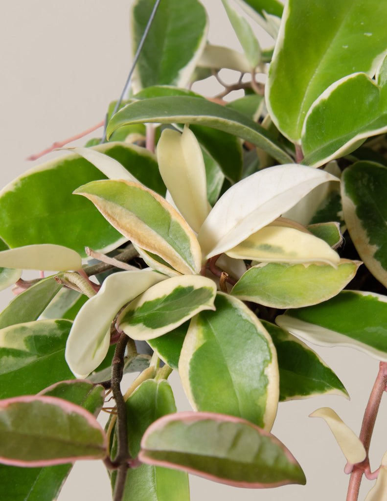 Hoya Carnosa Tricolor