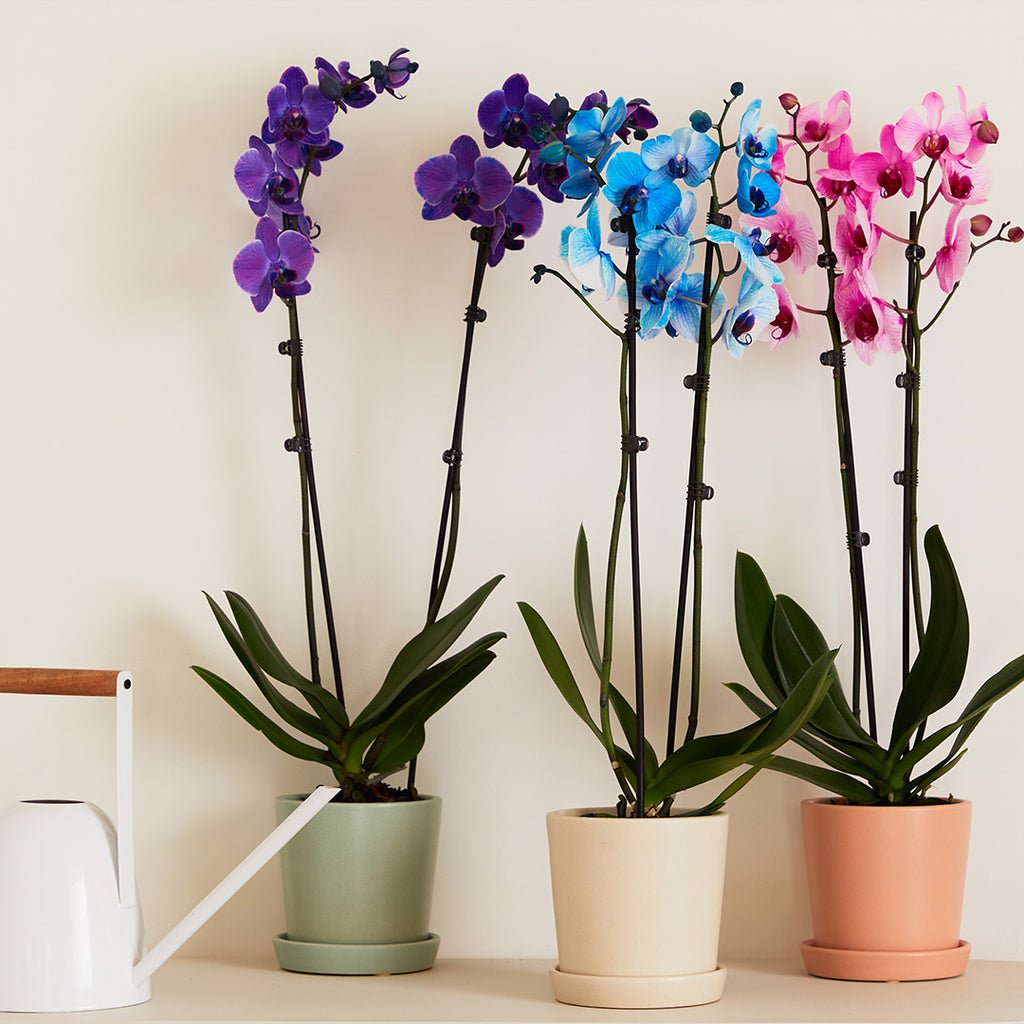 Phalaenopsis Orchid