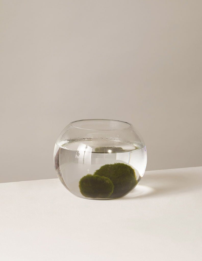 Marimo Moss Ball