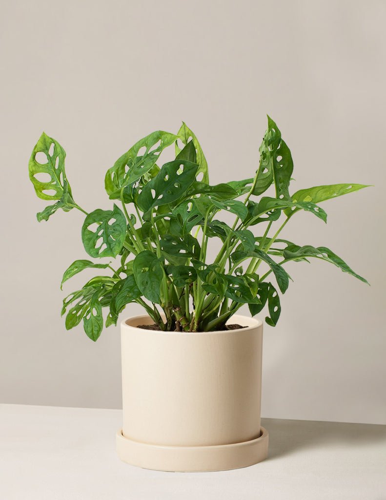 Monstera Adansonii