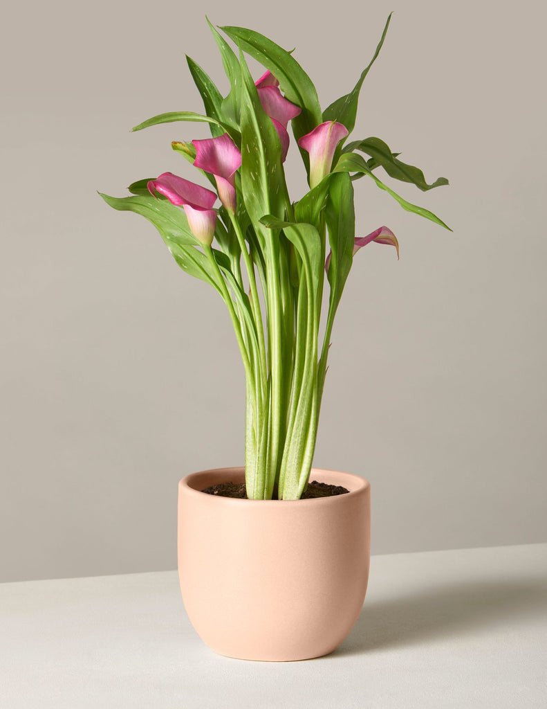 Calla Lily