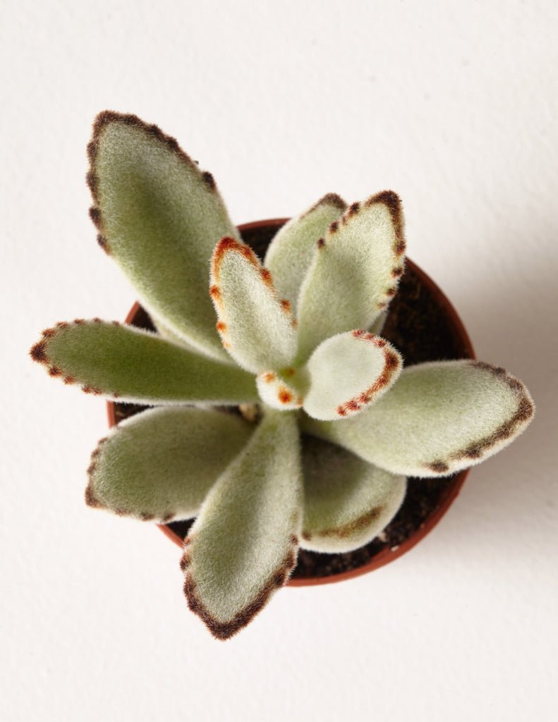 Panda Plant