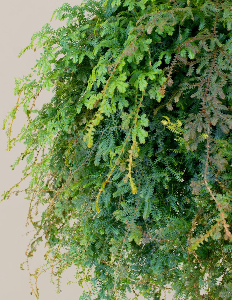 Peacock Fern