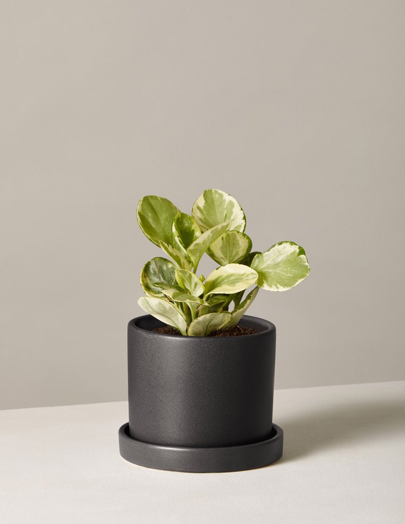 Peperomia Marble