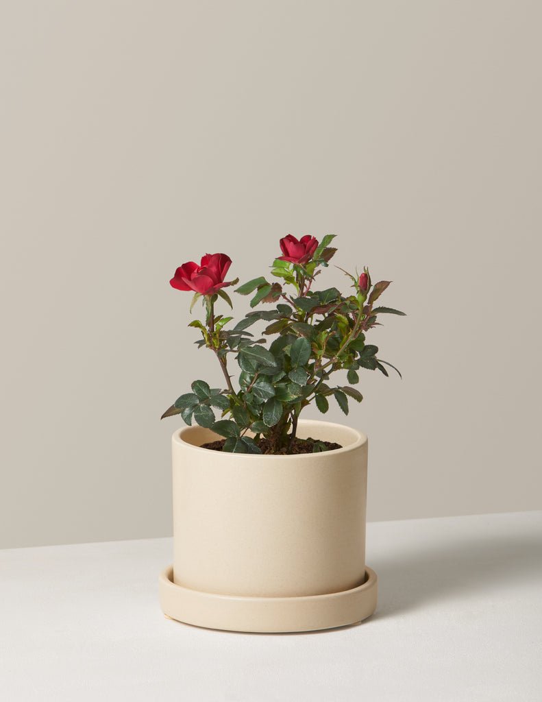 Petite Knock Out Rose®