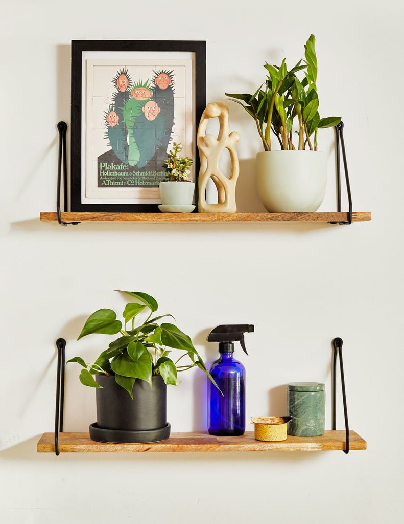 Philodendron