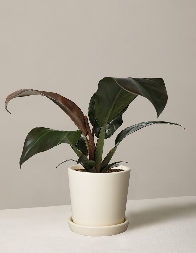 Philodendron Imperial Red