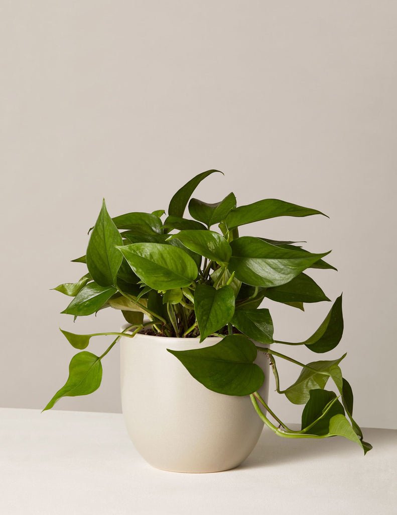 Jade Pothos
