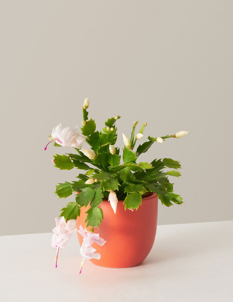 Christmas Cactus