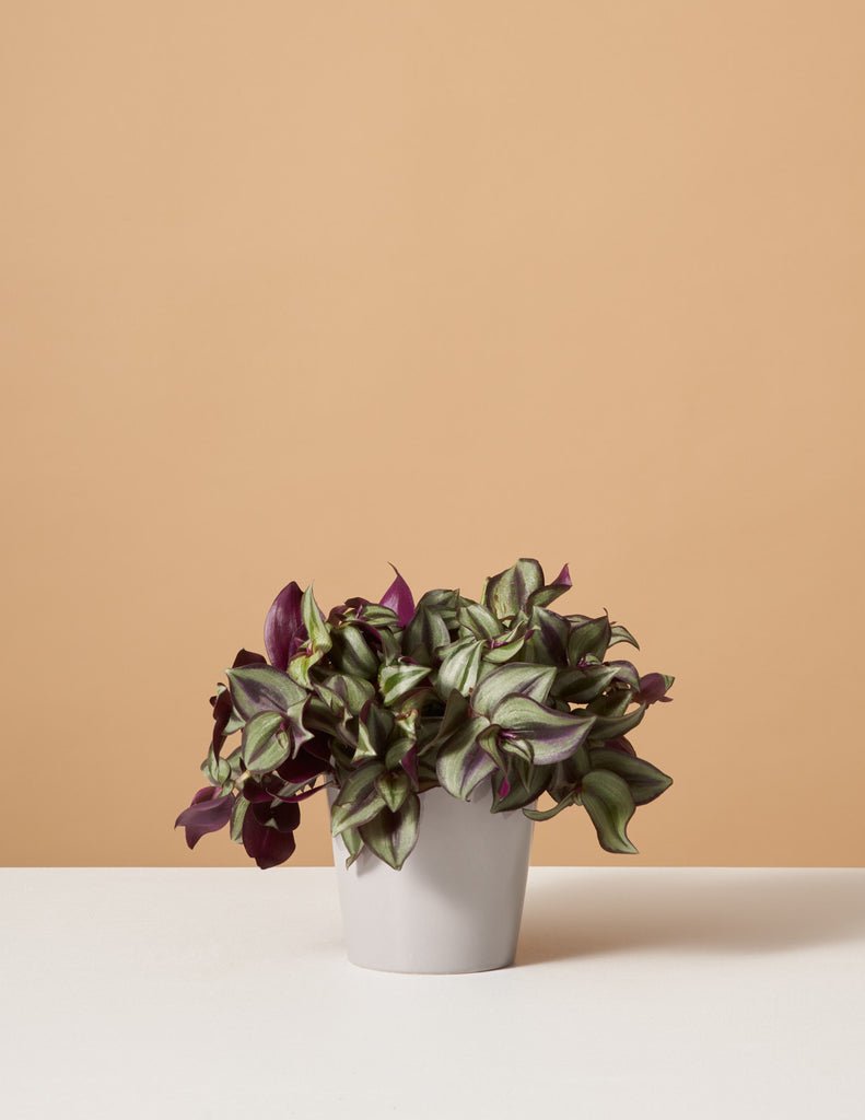 Tradescantia