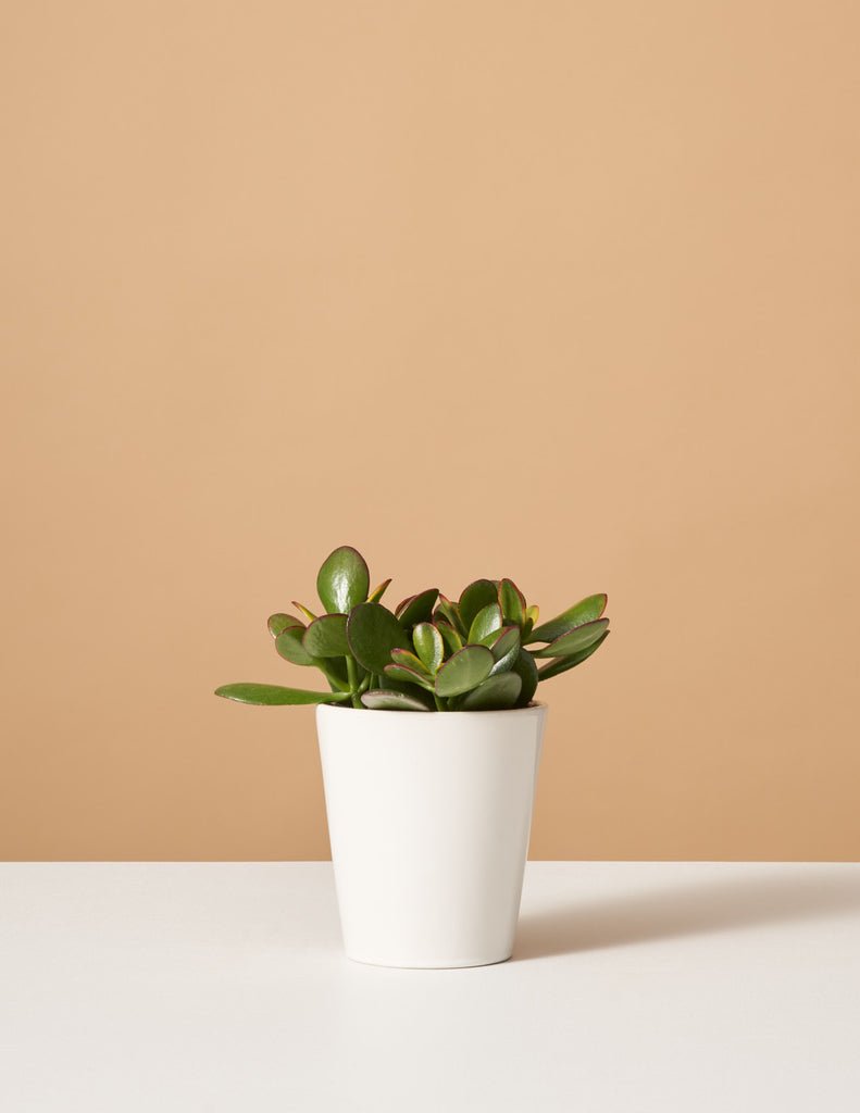 Jade Plant