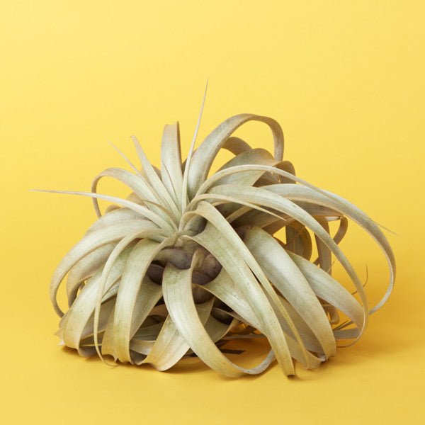 Xerographica
