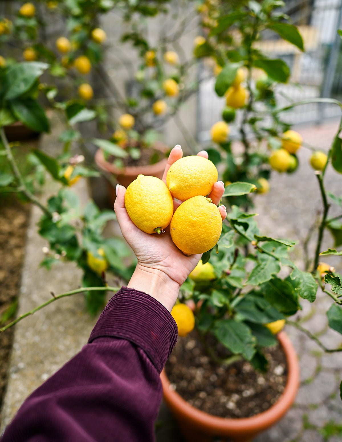 Citrus for California Delivery
