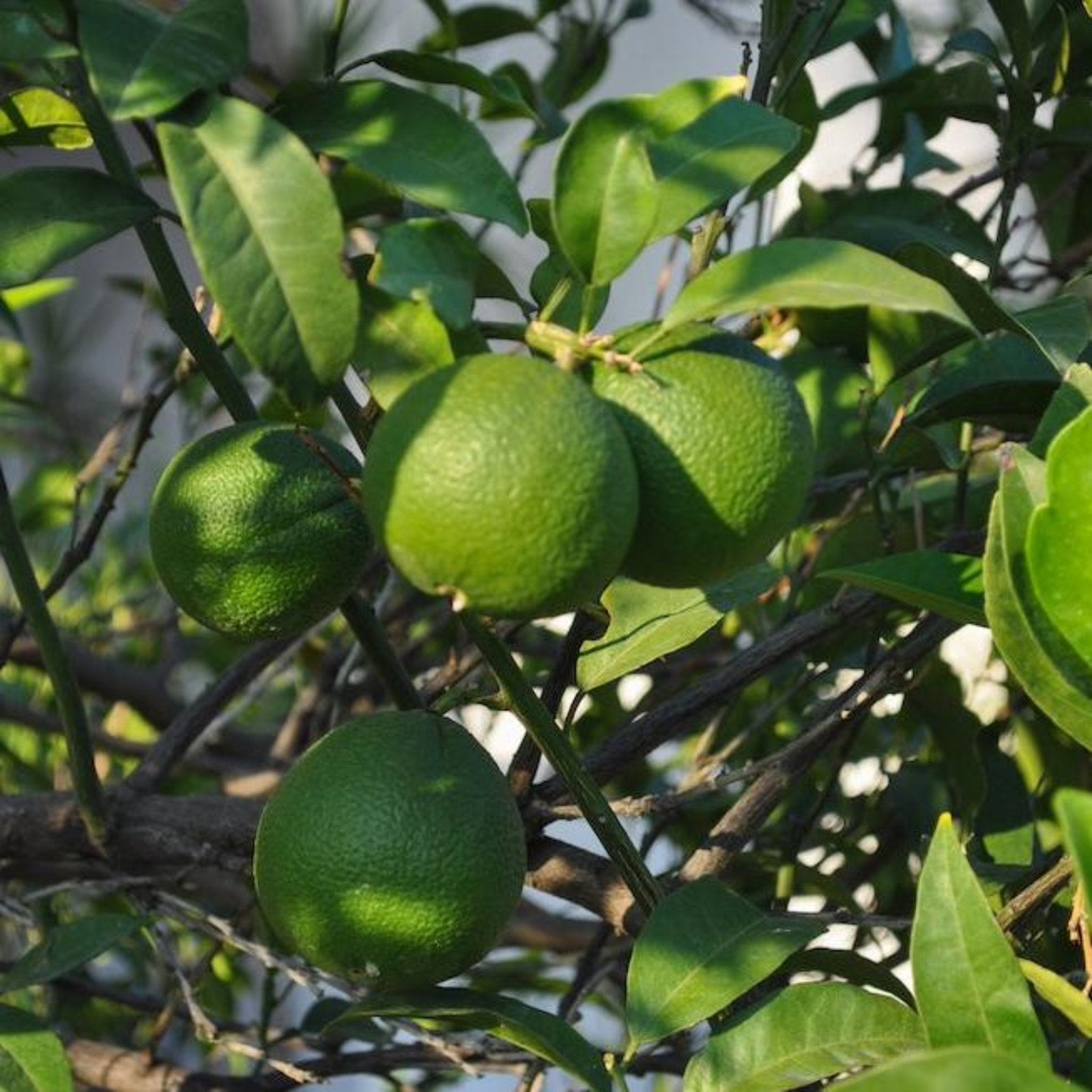Citrus Trees