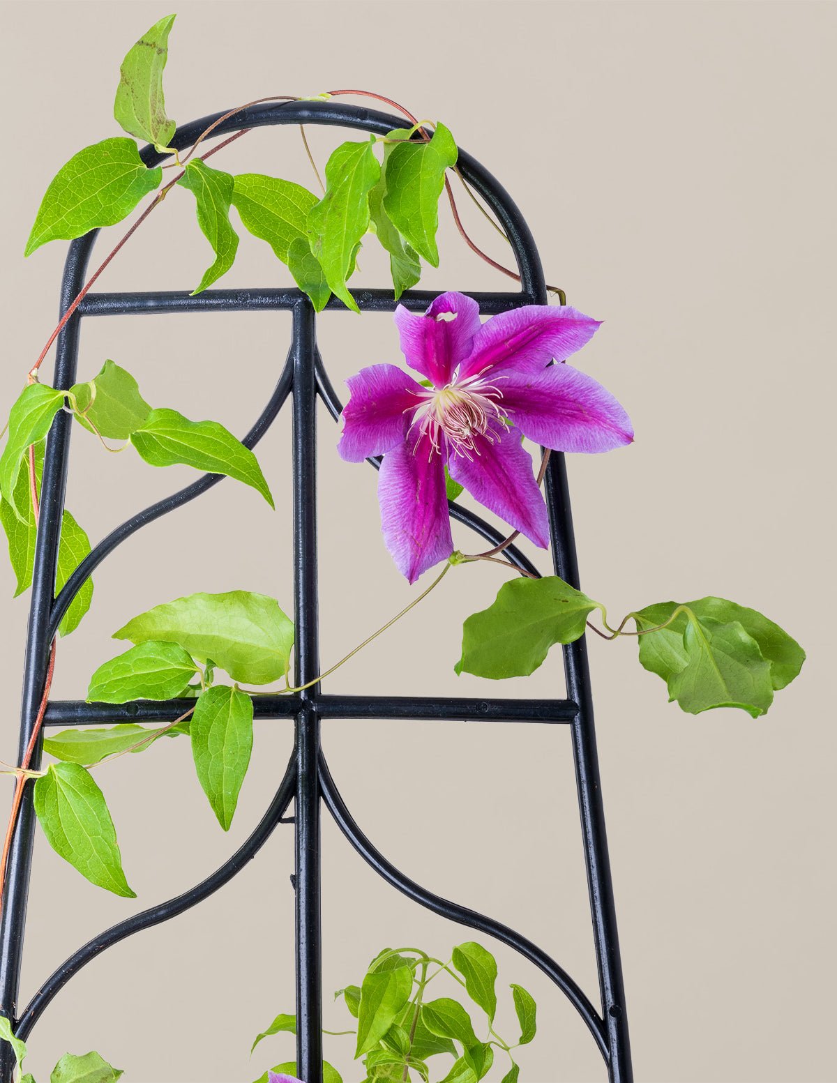 Flowering Outdoor Plants
