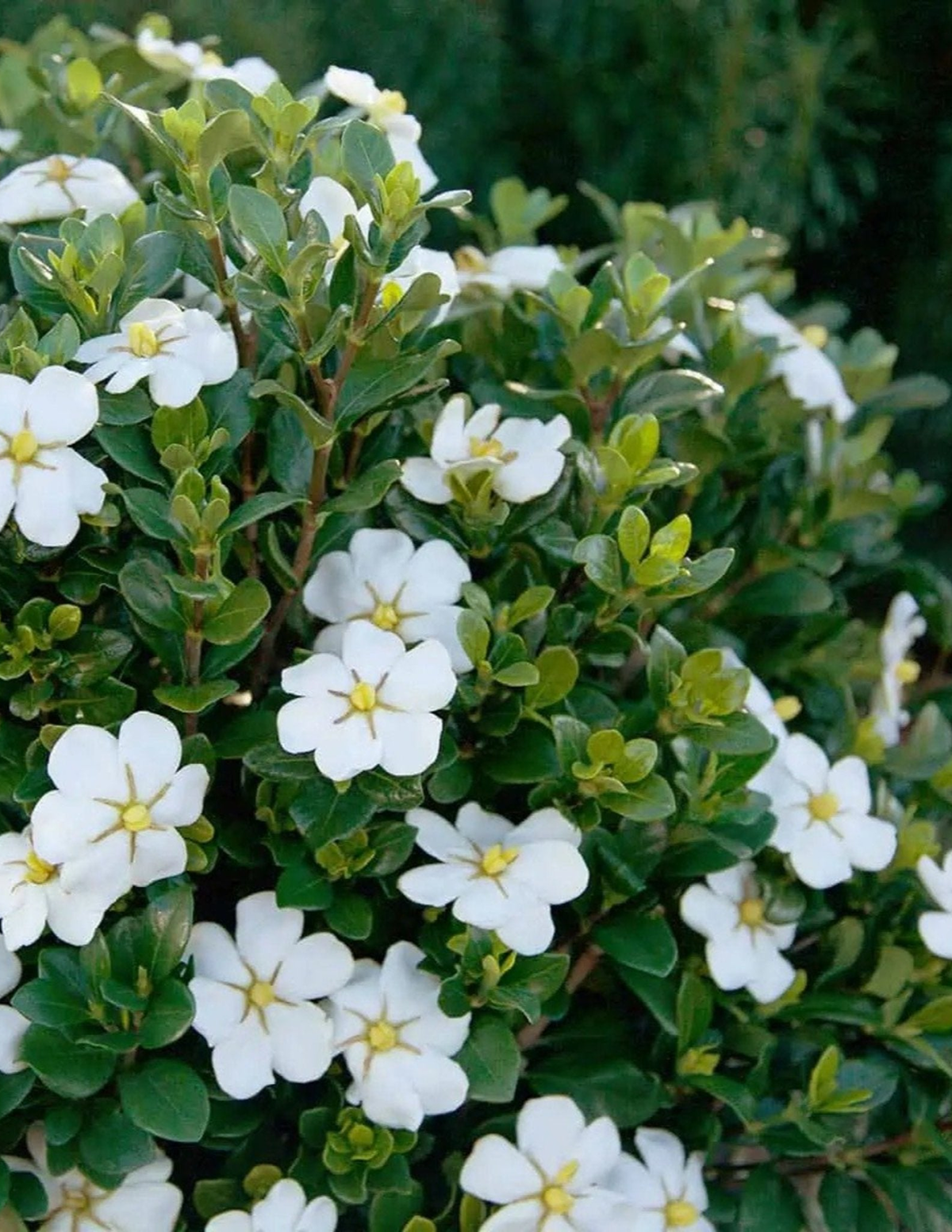 Gardenia Shrubs