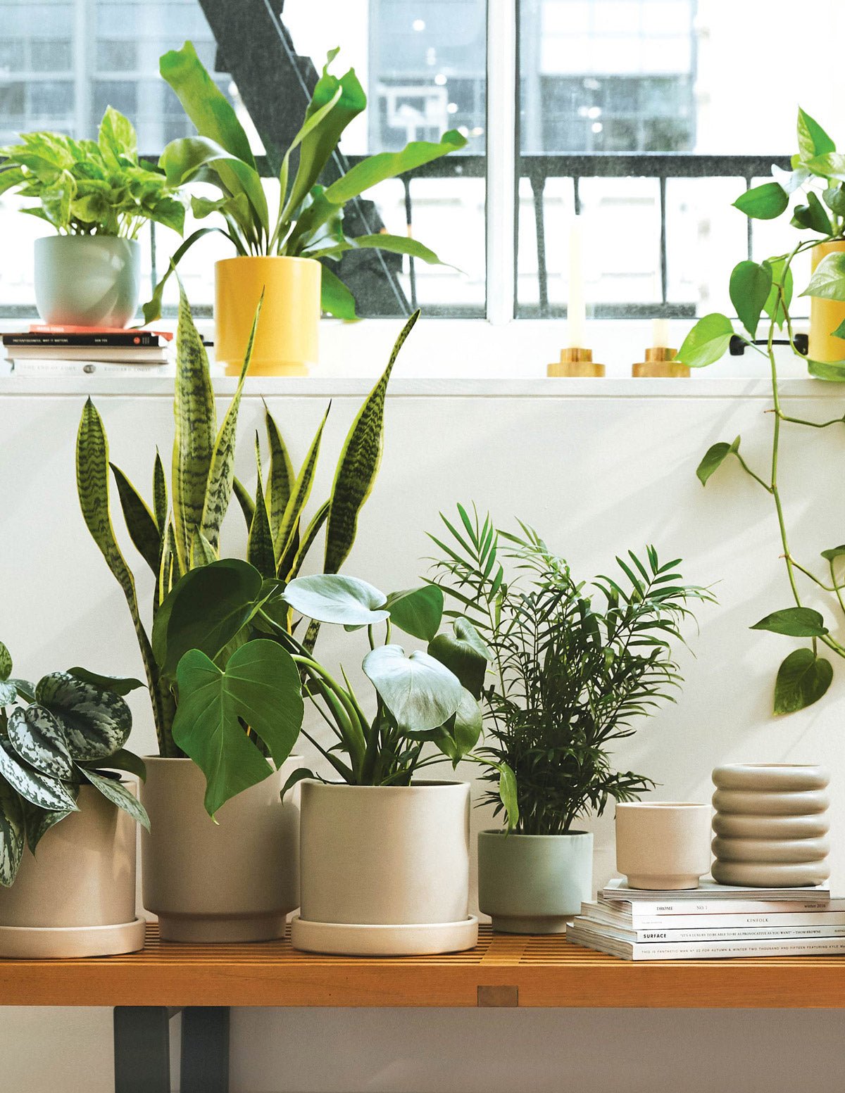 Indoor Plants