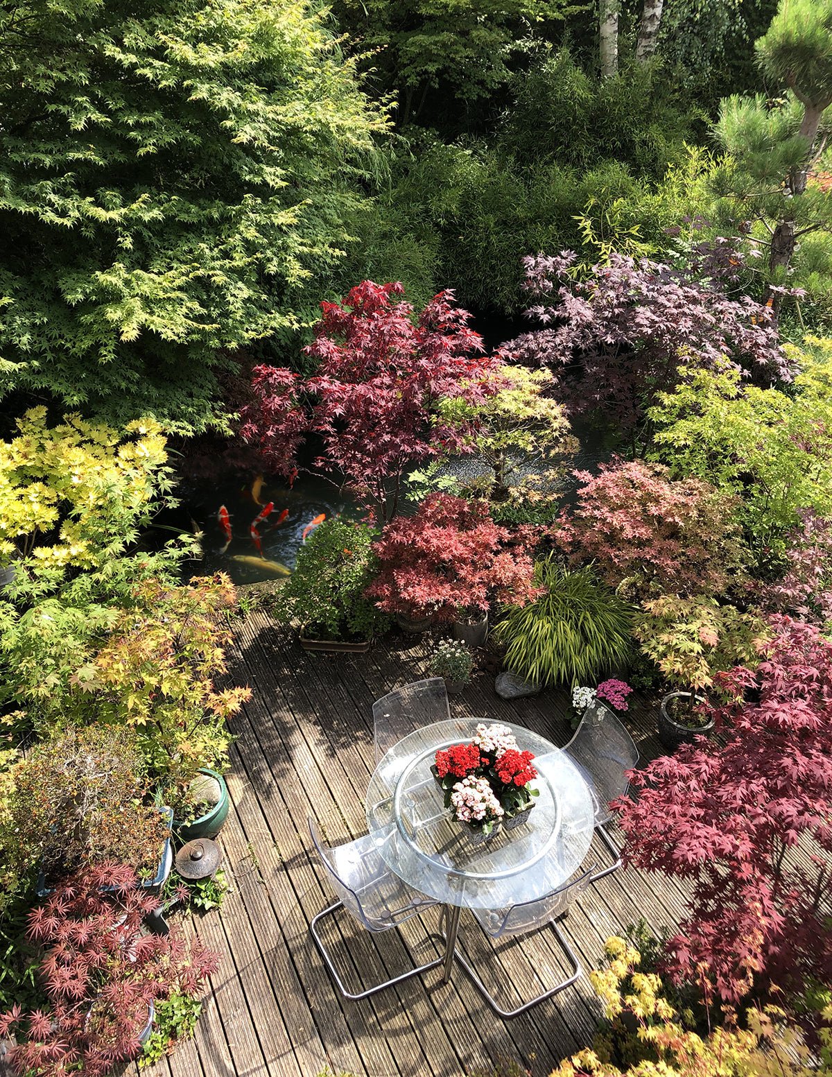 Japanese Maple Trees