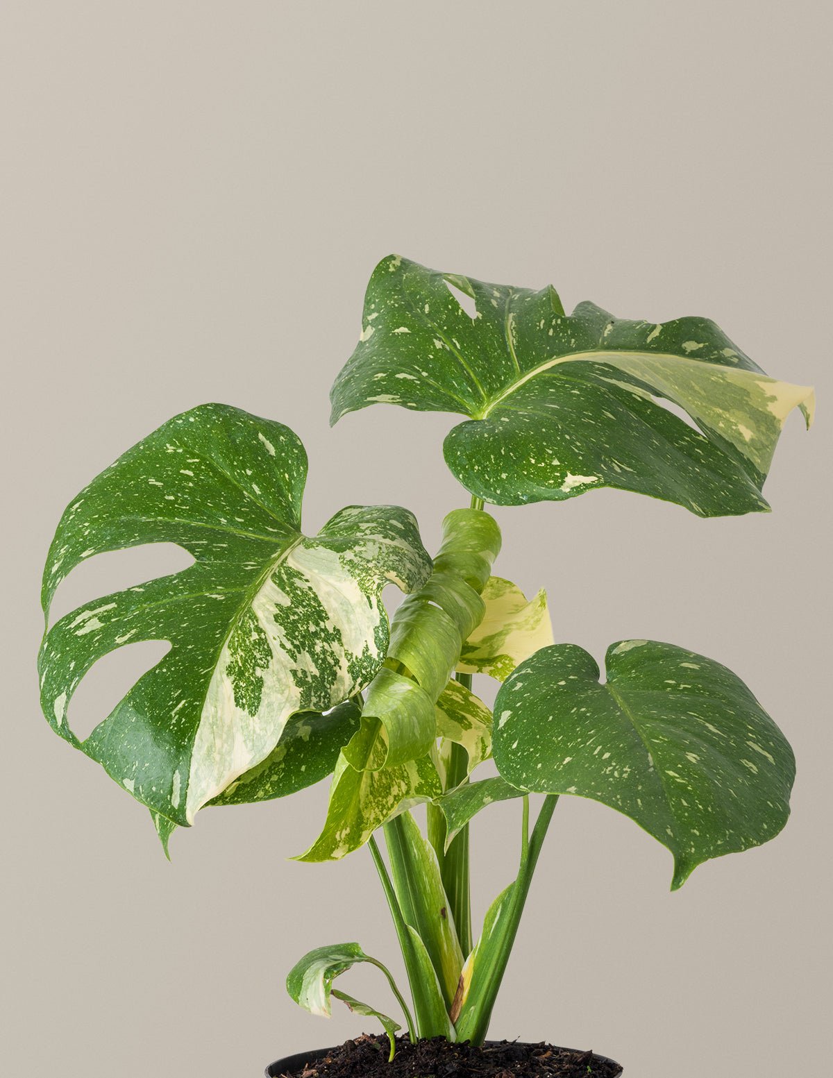 Monstera Plants